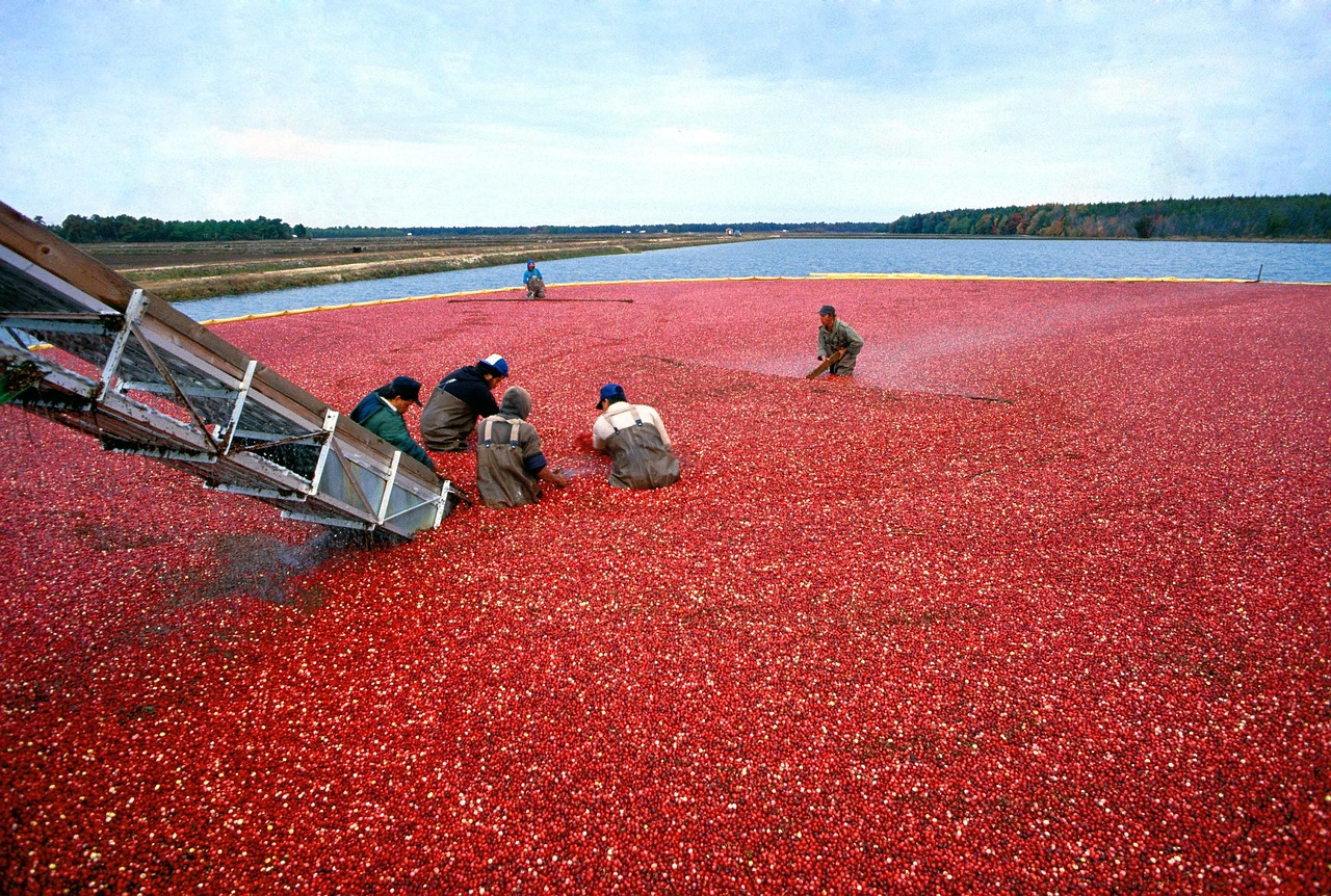 Cranberry, harvest, red — What are Tezos?